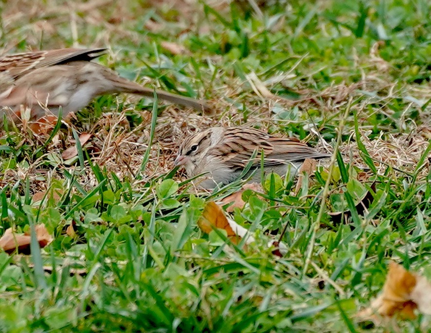 チャガシラヒメドリ - ML645273583