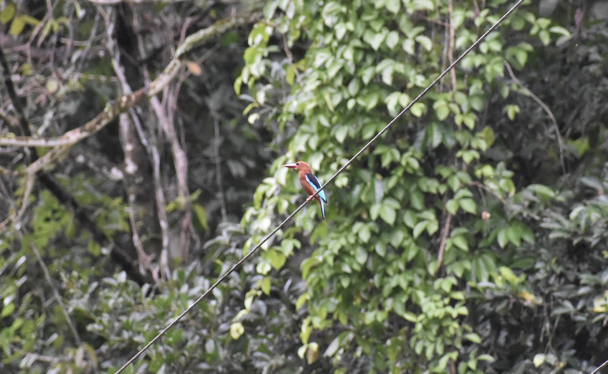 チャムネショウビン - ML645273584