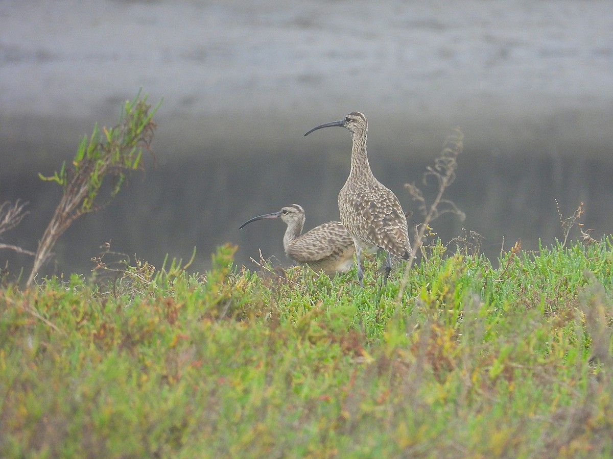 アメリカダイシャクシギ - ML645273585