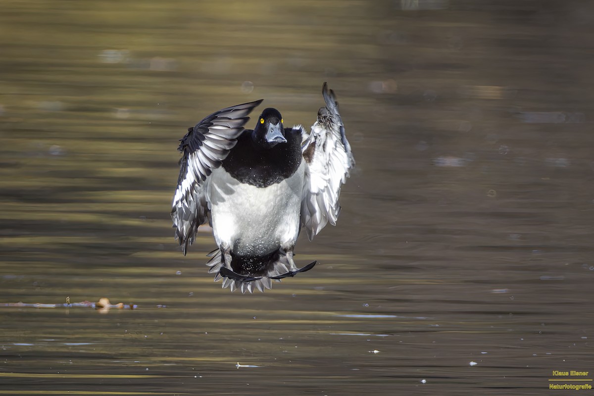 キンクロハジロ - ML645273586