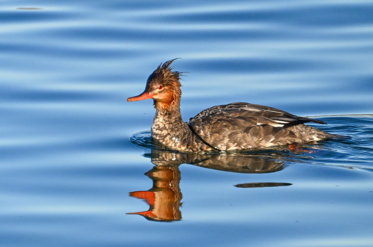 ウミアイサ - ML645273587