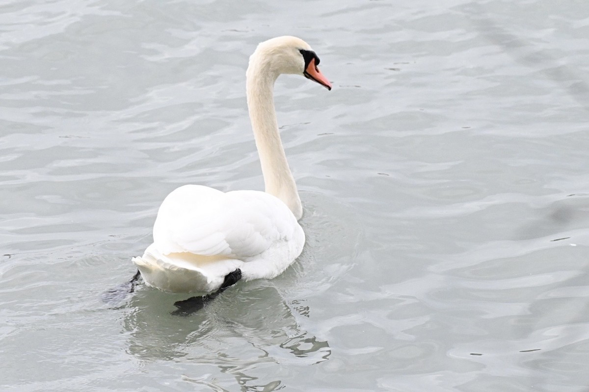 コブハクチョウ - ML645273588