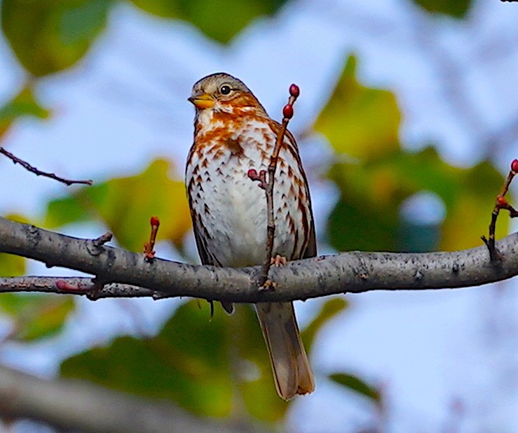 Fox Sparrow - ML645273590