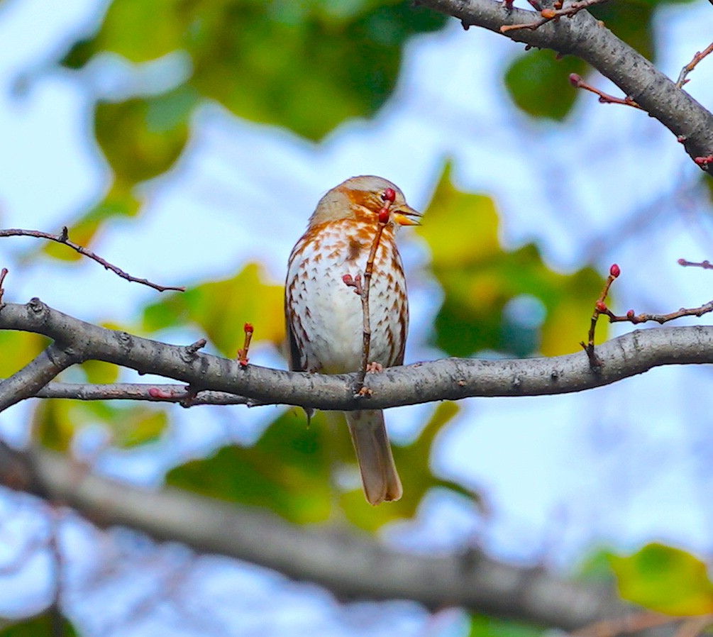 Fox Sparrow - ML645273591