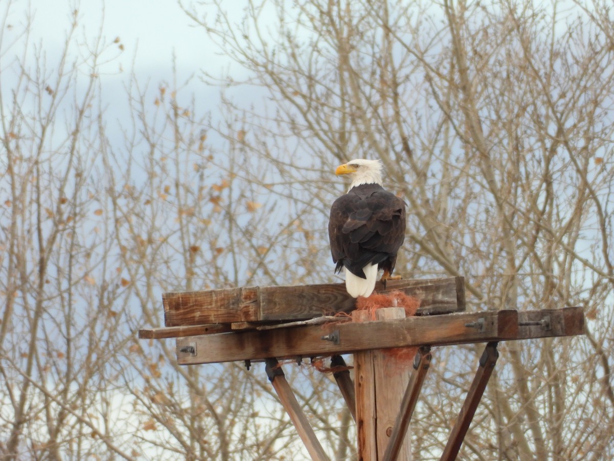 Орлан білоголовий - ML645273595