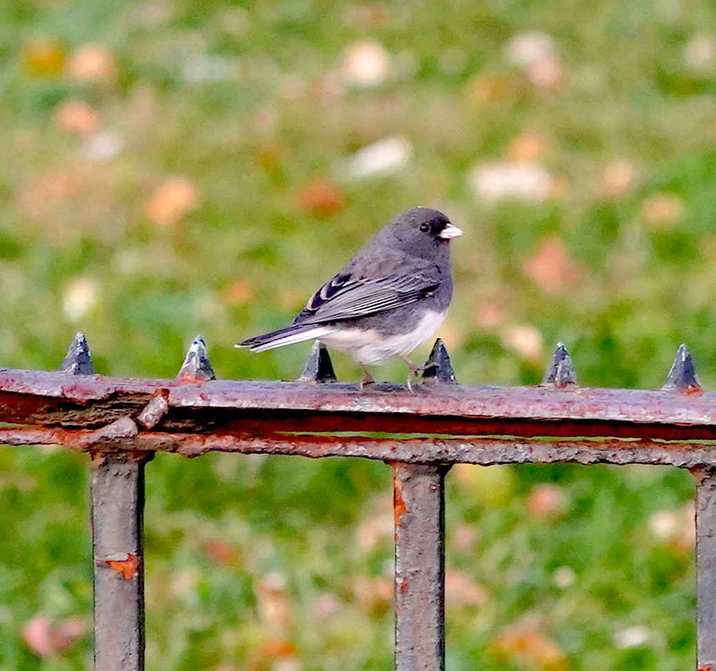 Dark-eyed Junco - ML645273599
