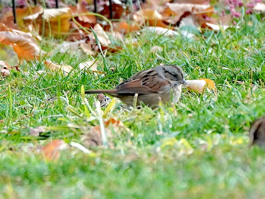 Swamp Sparrow - ML645273611
