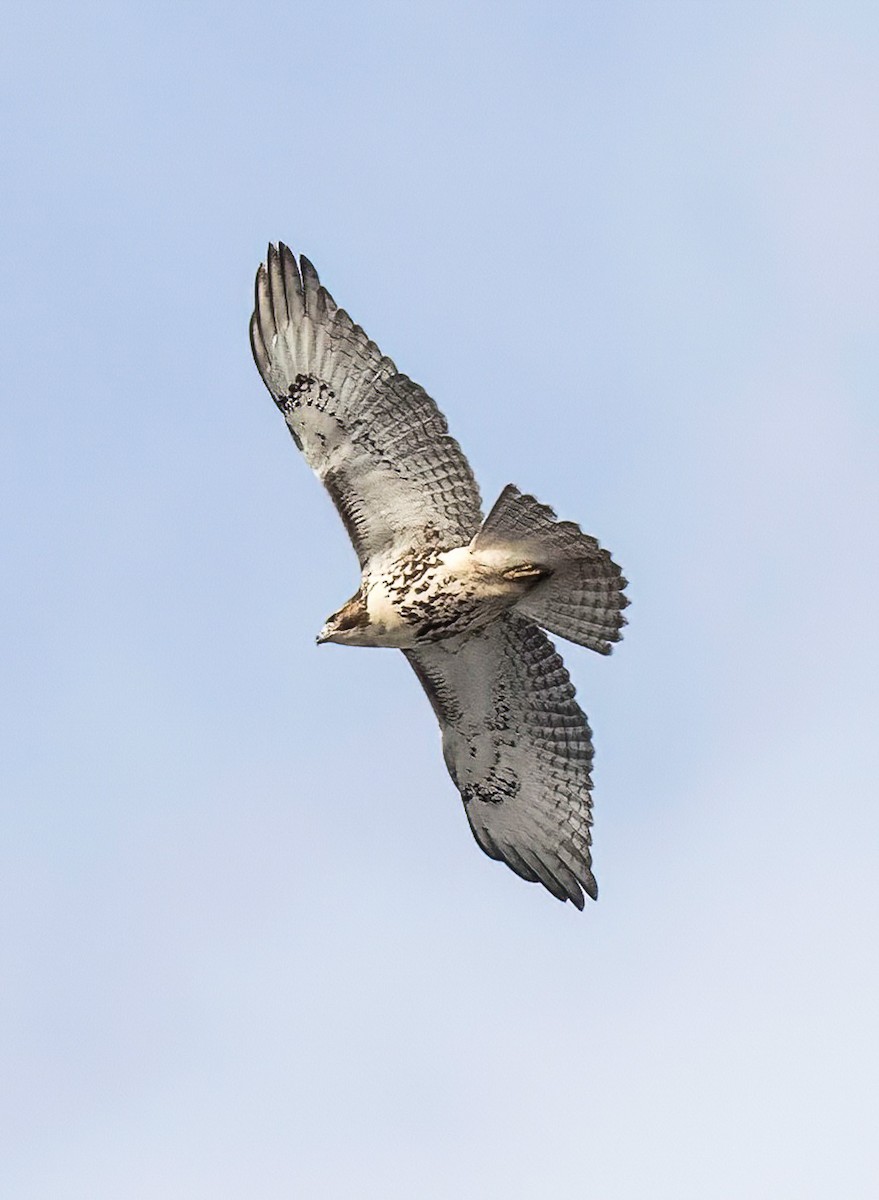 Red-tailed Hawk - ML645273618