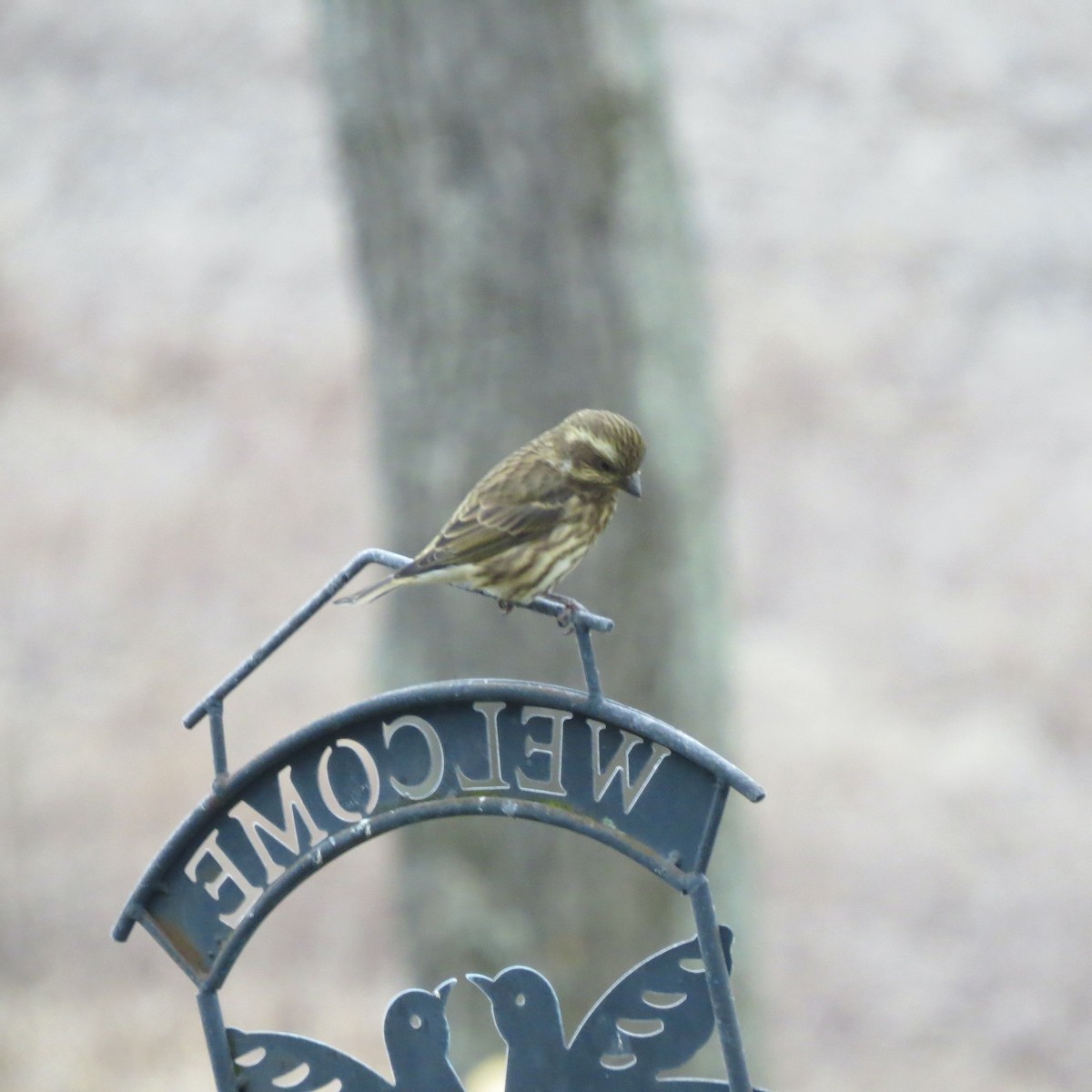 purpurfink - ML645273648