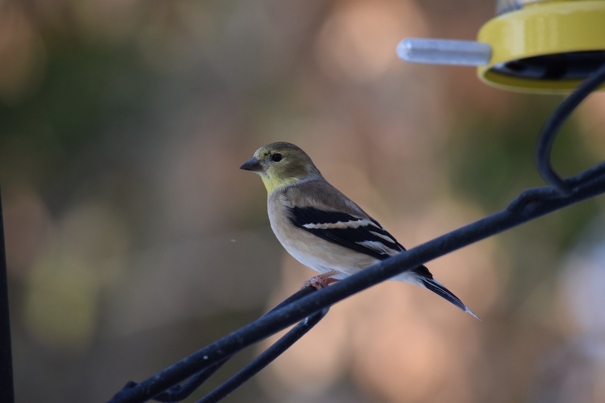 Altın İskete - ML645273659