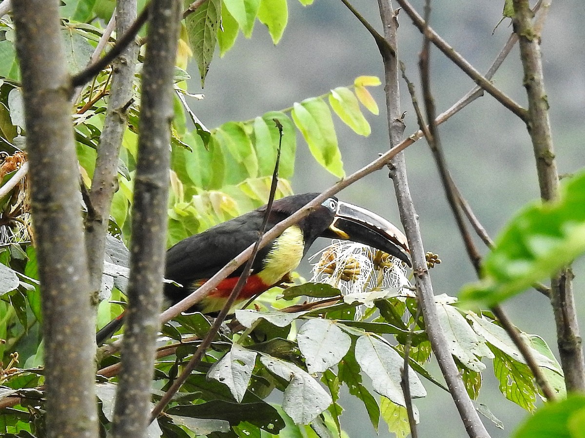 arassari hnědouchý - ML645273661