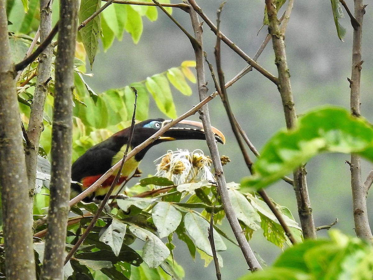 arassari hnědouchý - ML645273662