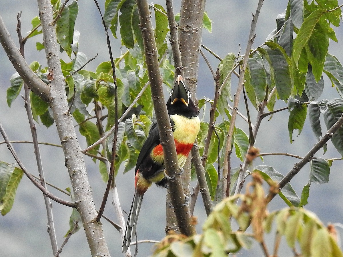 arassari hnědouchý - ML645273663