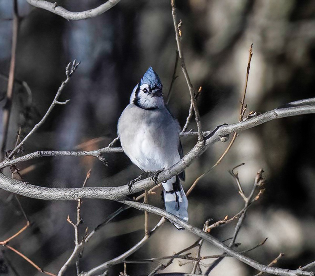 Blue Jay - ML645273665