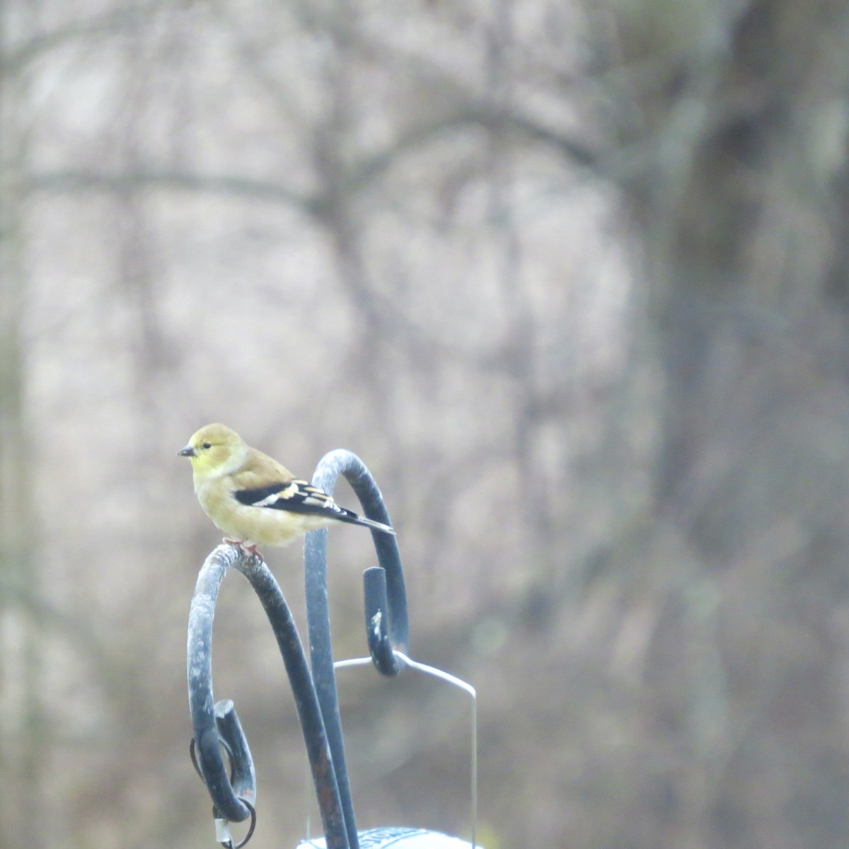 Altın İskete - ML645273669