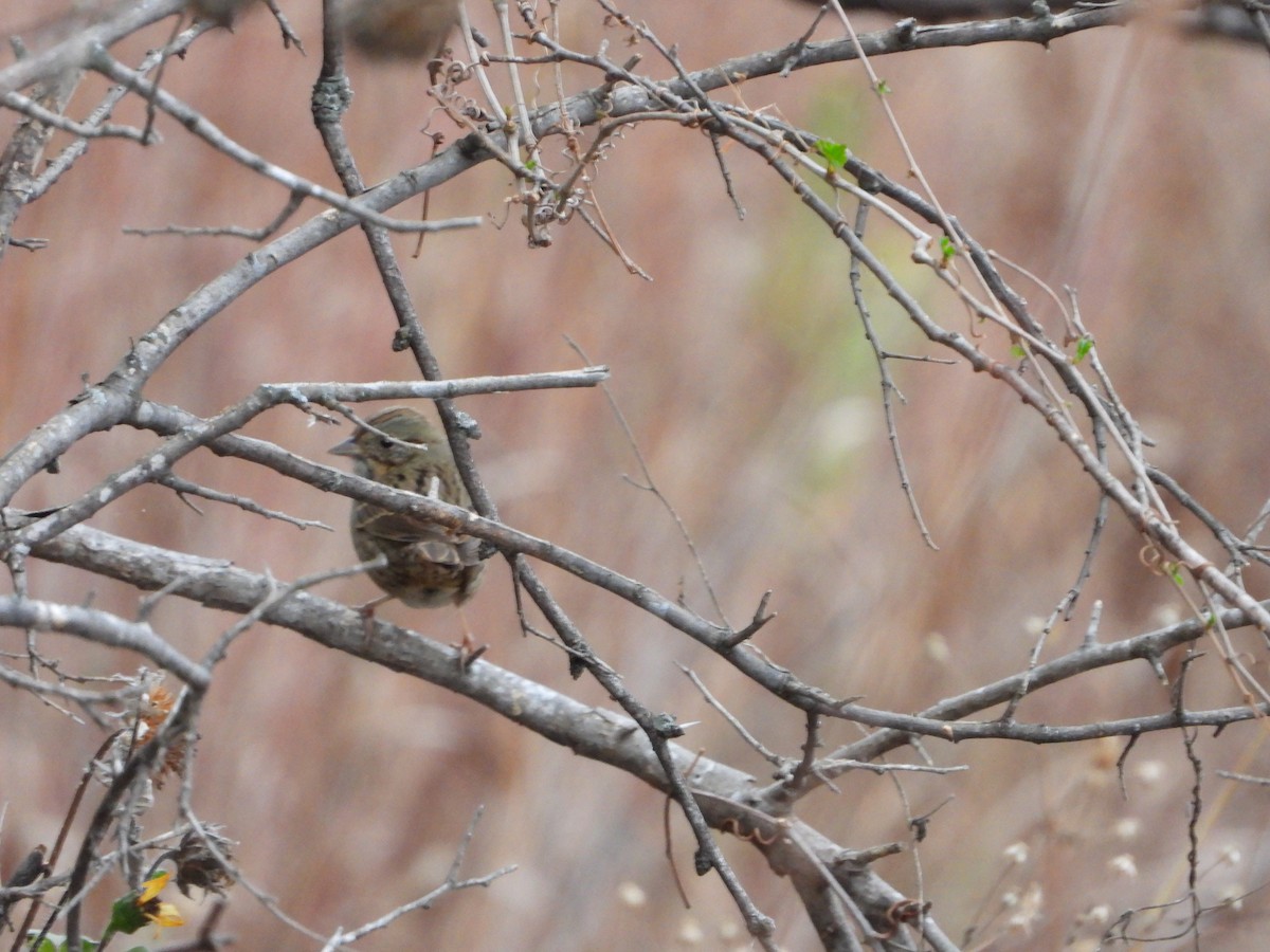 Lincoln's Sparrow - ML645273671