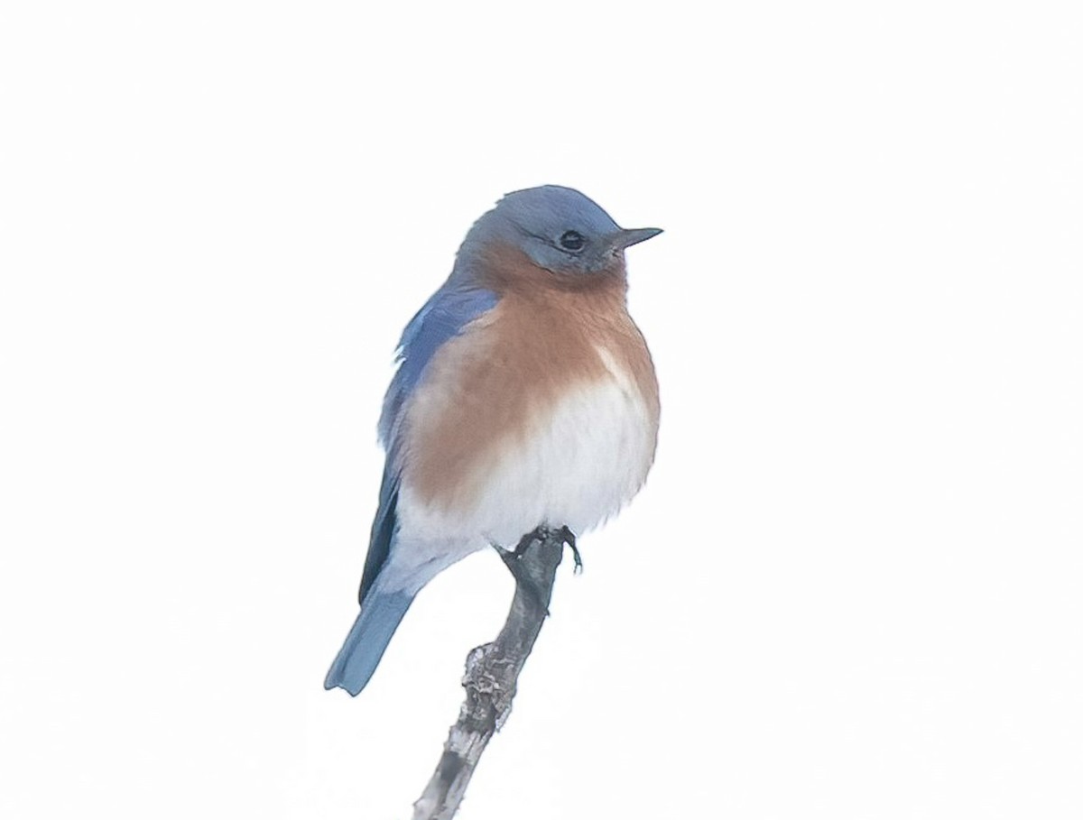 Eastern Bluebird - ML645273679