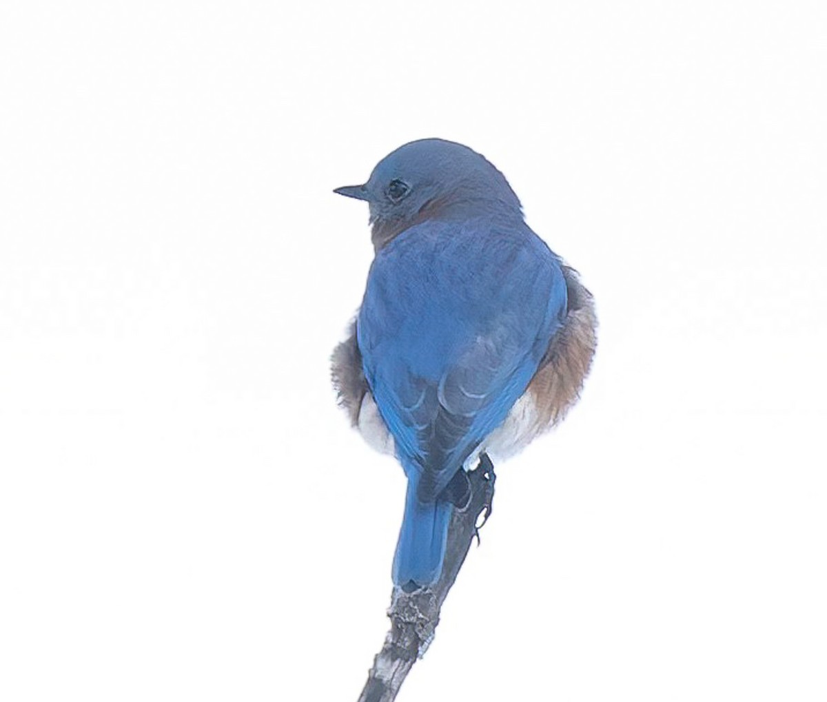 Eastern Bluebird - ML645273683