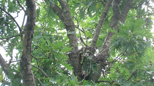 Шуліка світлоголовий - ML645273687