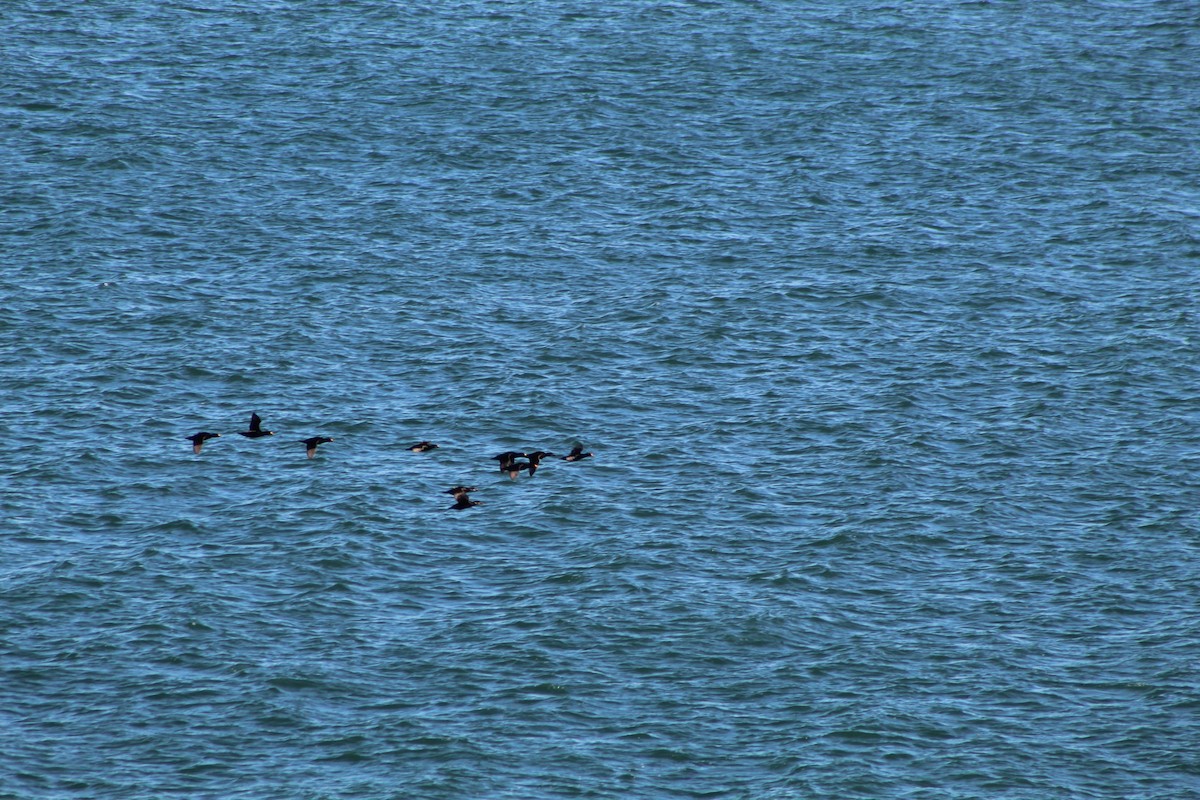 turpan žlutozobý - ML645273693