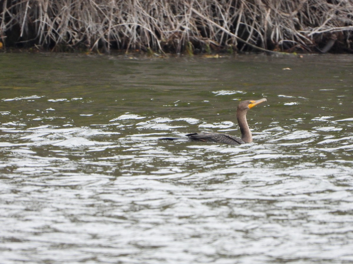 Double-crested Cormorant - ML645273702
