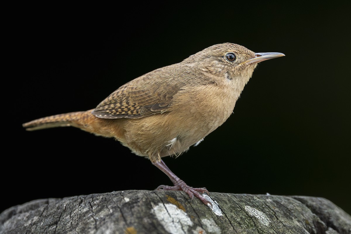 Southern House Wren - ML645273718