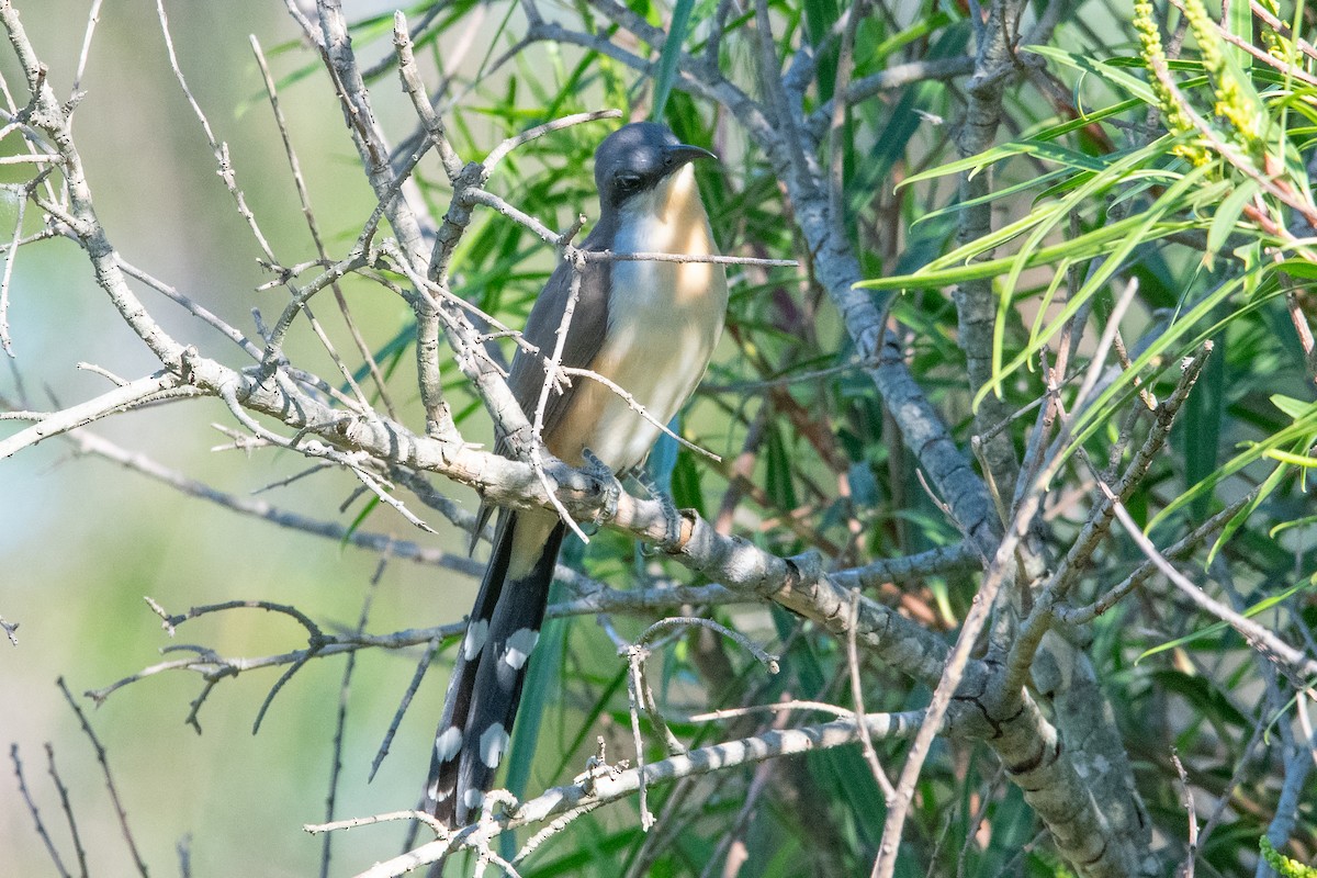 Галапагосская пиайя - ML645273737