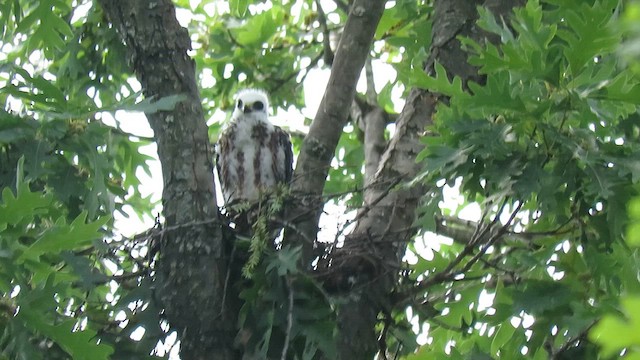 Шуліка світлоголовий - ML645273763