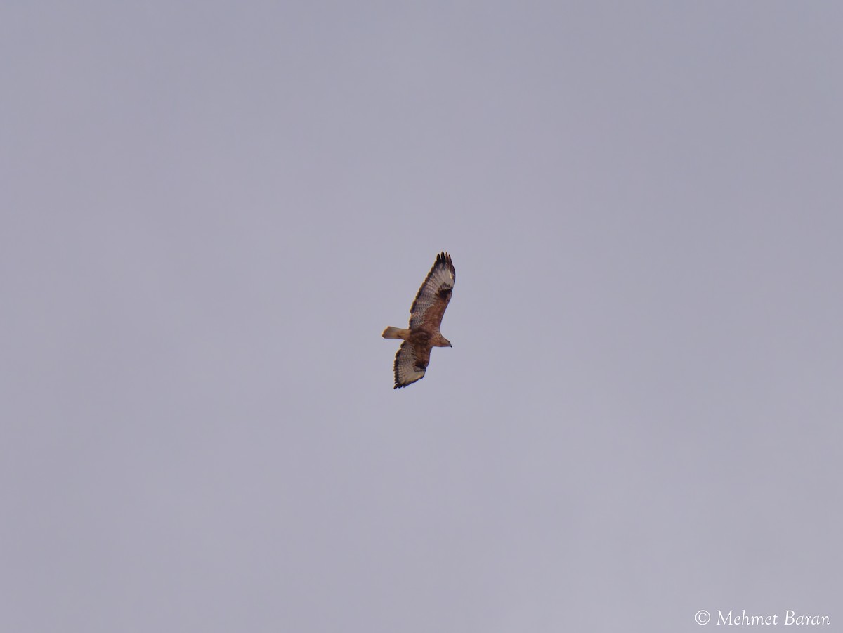 Buse féroce - ML645273764