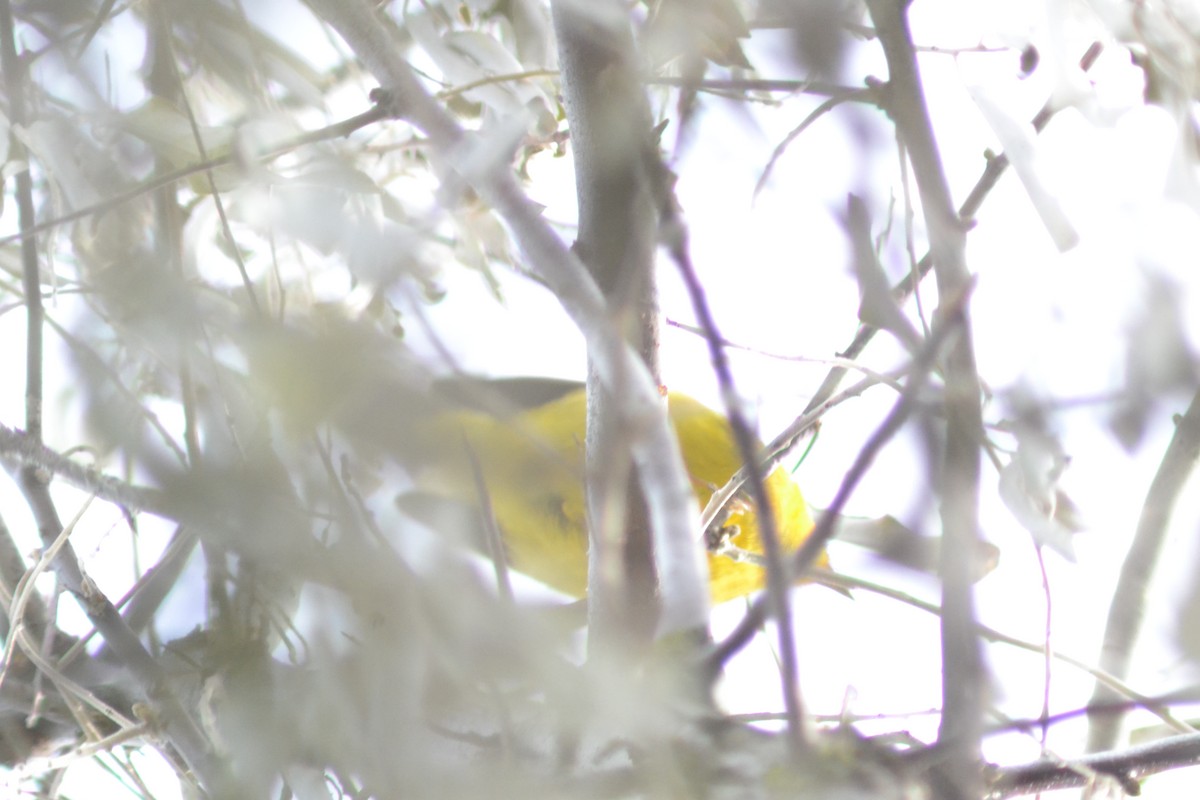 Wilson's Warbler - ML645273770