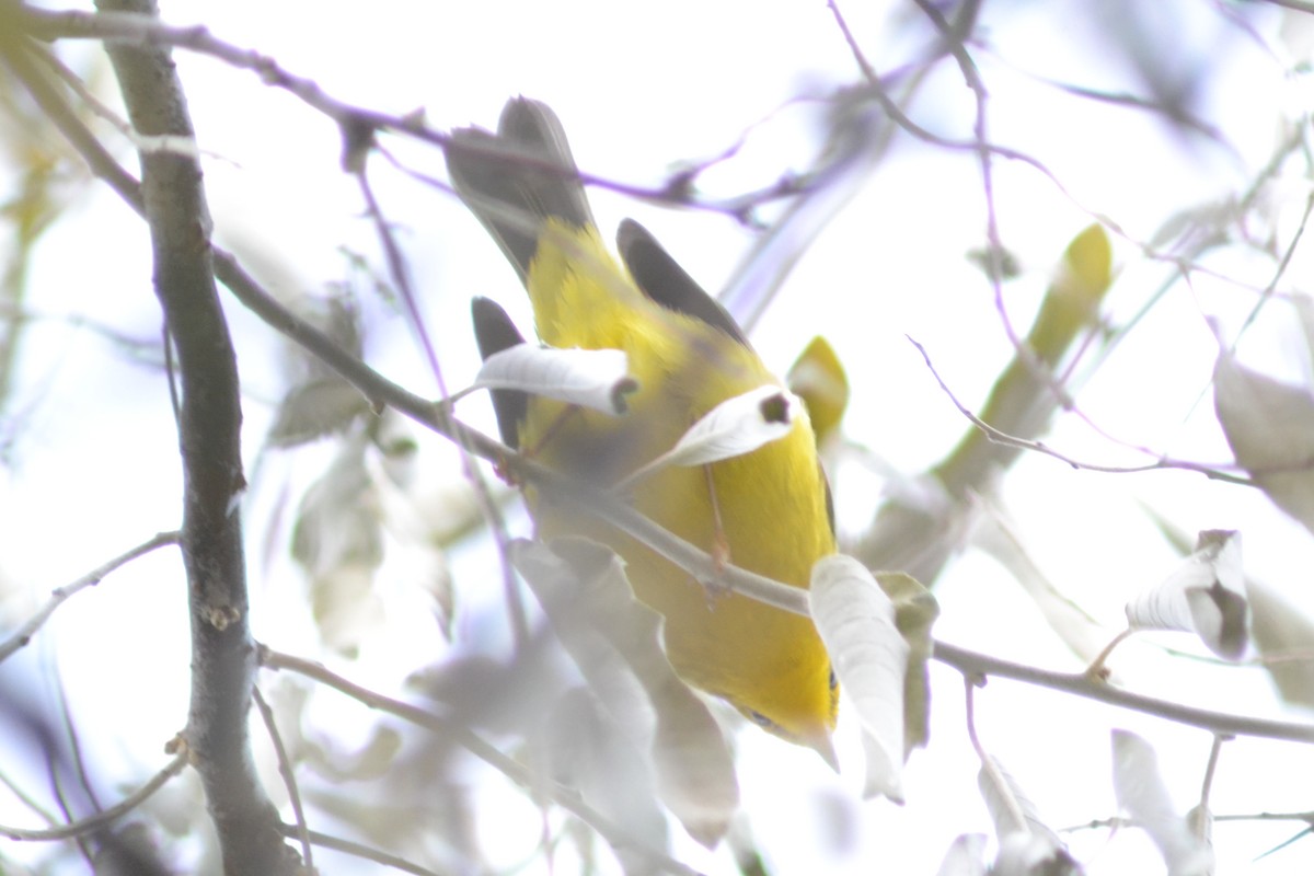 Wilson's Warbler - ML645273771
