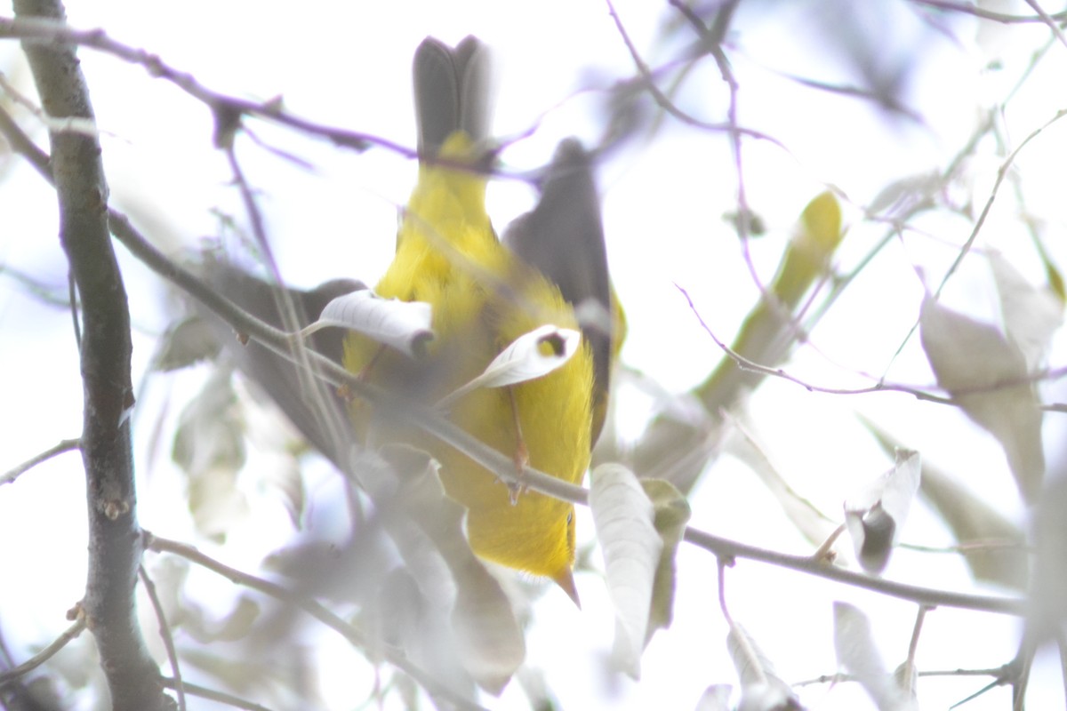 Wilson's Warbler - ML645273772