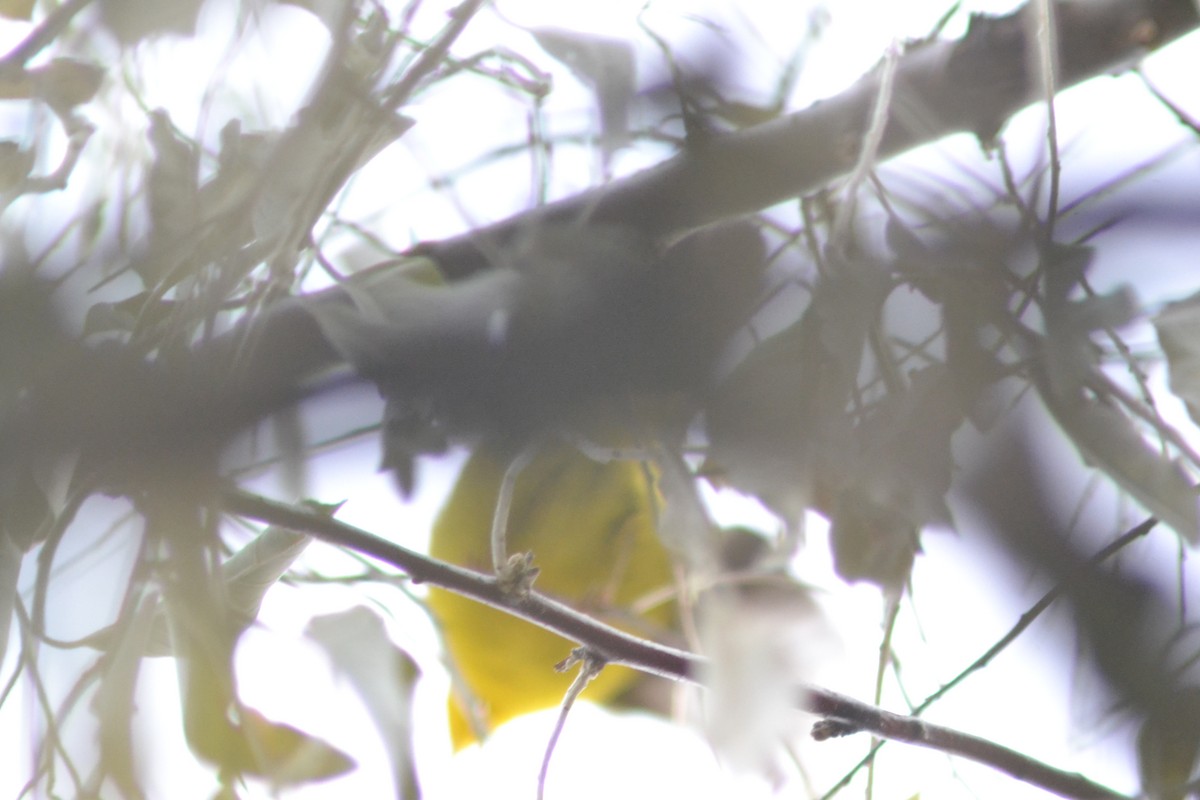 Wilson's Warbler - ML645273773