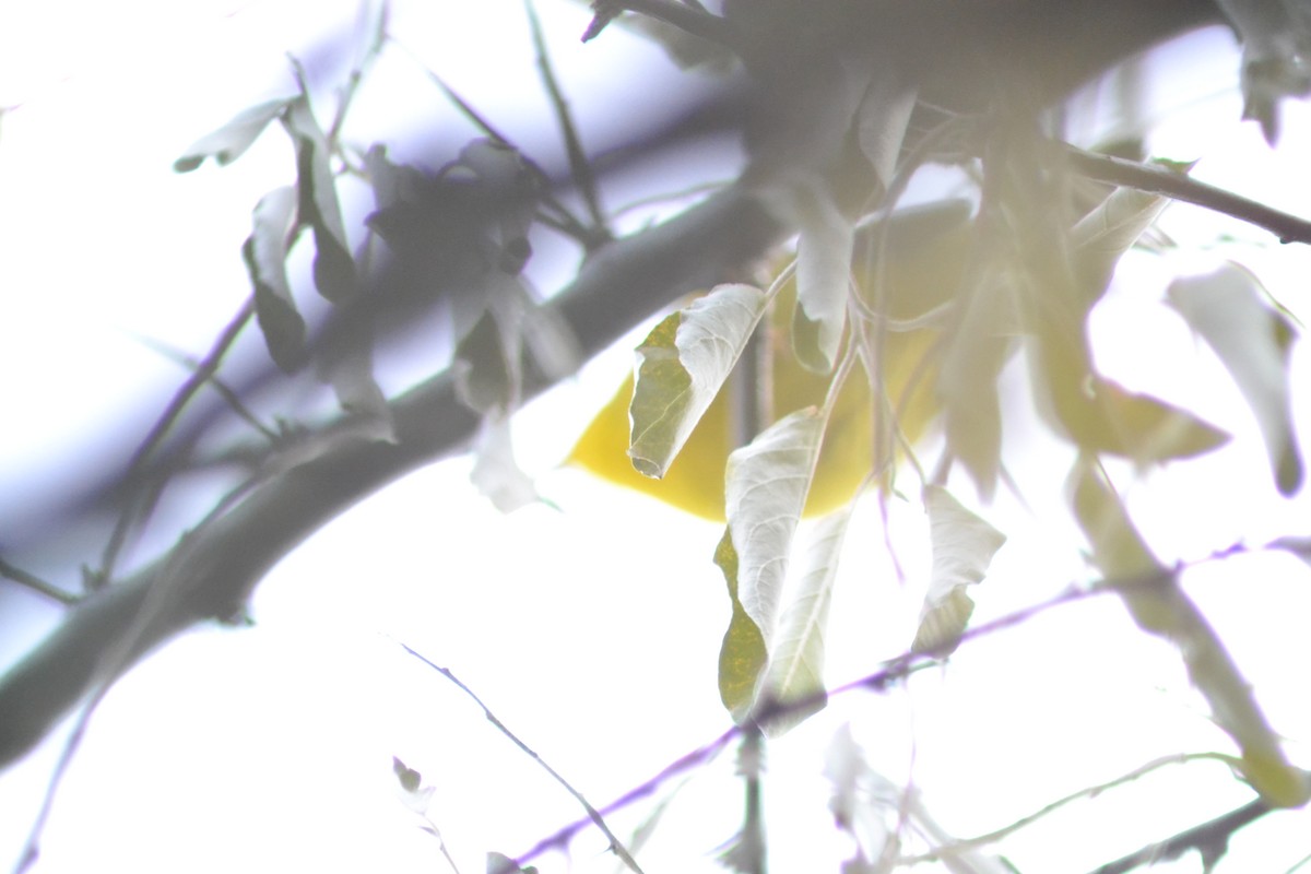 Wilson's Warbler - ML645273774