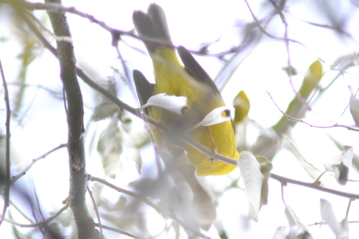 Wilson's Warbler - ML645273775