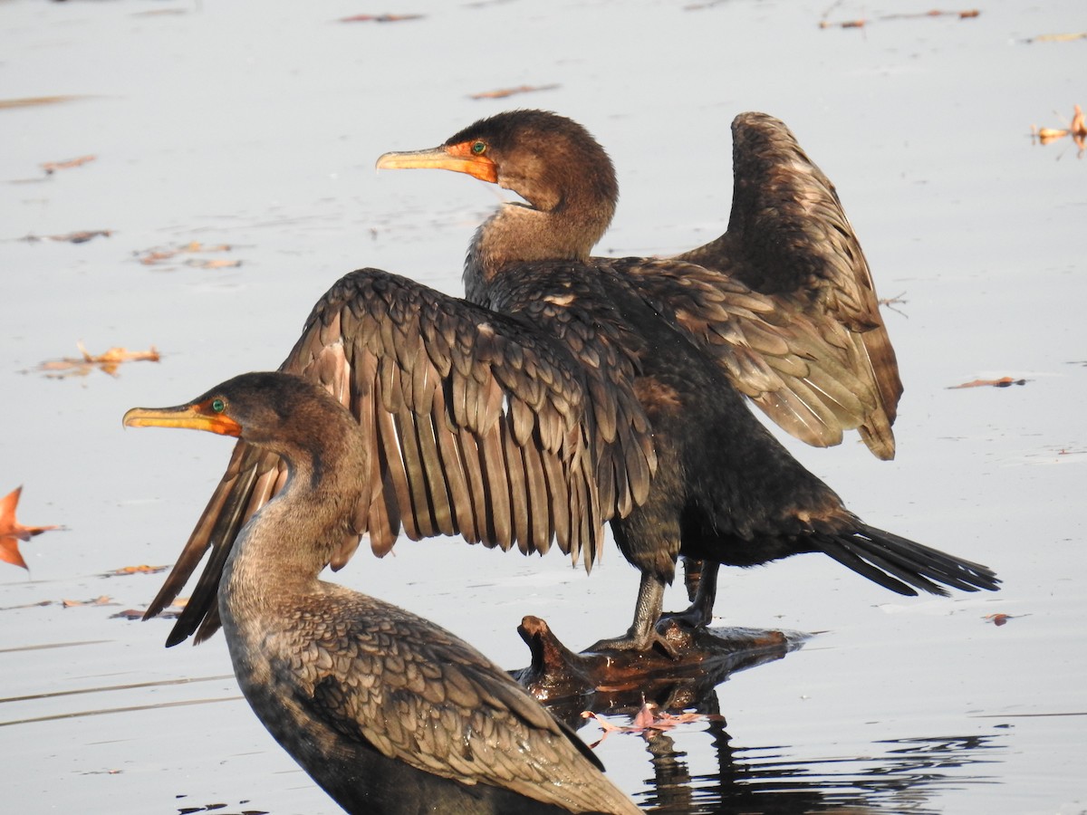Double-crested Cormorant - ML645273782