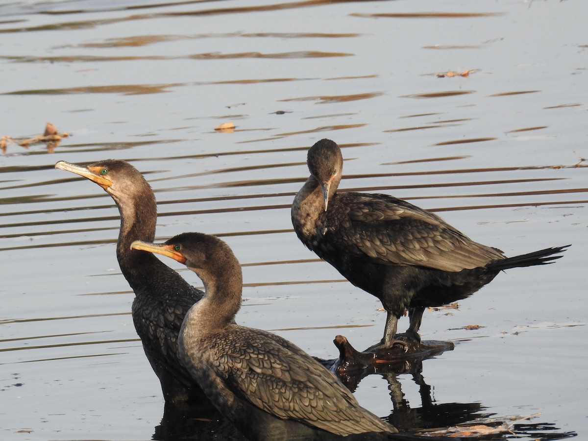 Double-crested Cormorant - ML645273783