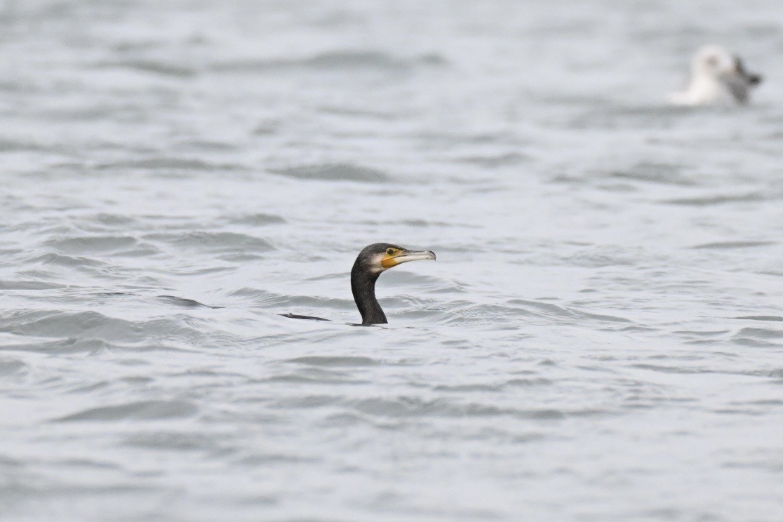 Great Cormorant - ML645273835