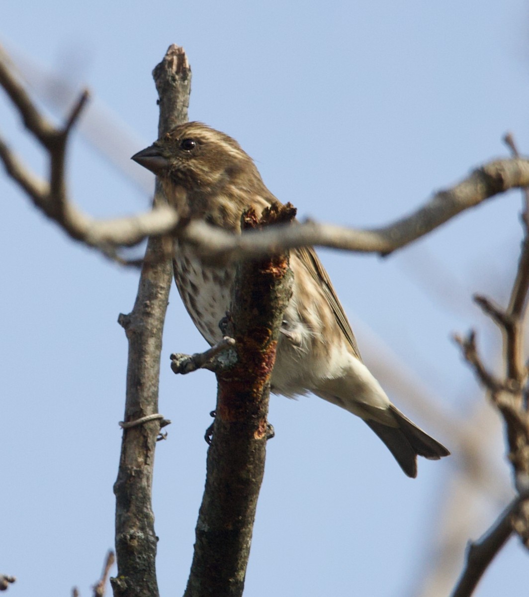 purpurfink - ML645273857