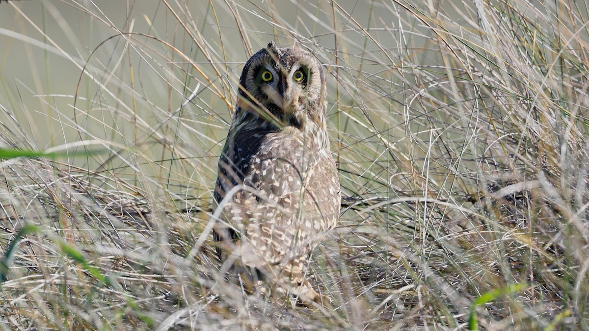 Short-eared Owl - ML645273863