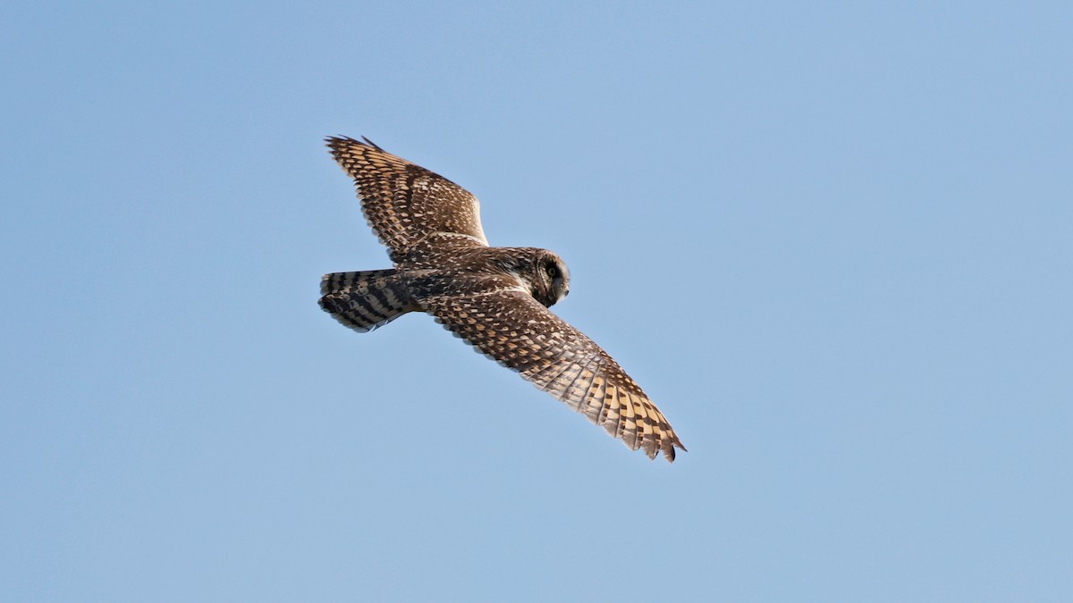 Short-eared Owl - ML645273887