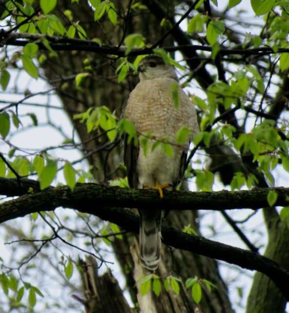 Cooper's Hawk - ML645273898