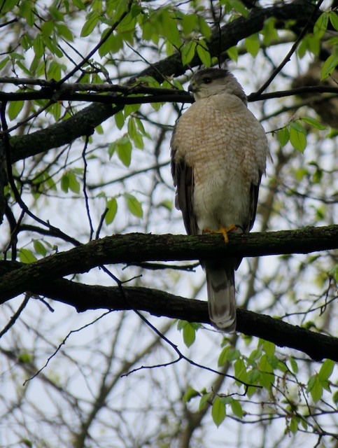 Cooper's Hawk - ML645273899