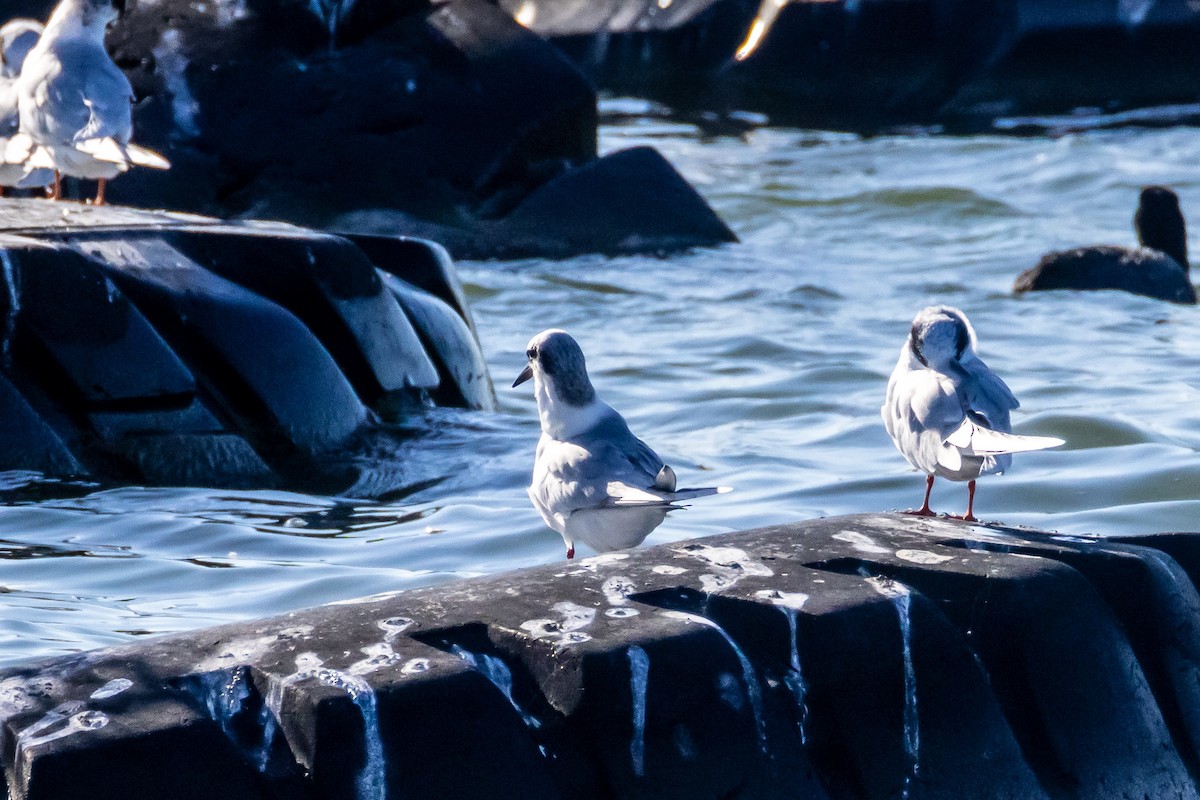 Forster's Tern - ML645273900