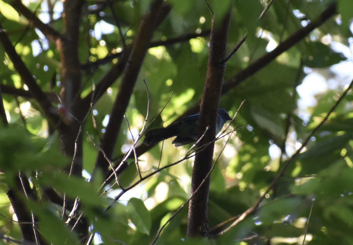 Mindanao Blue-Fantail - ML645273907