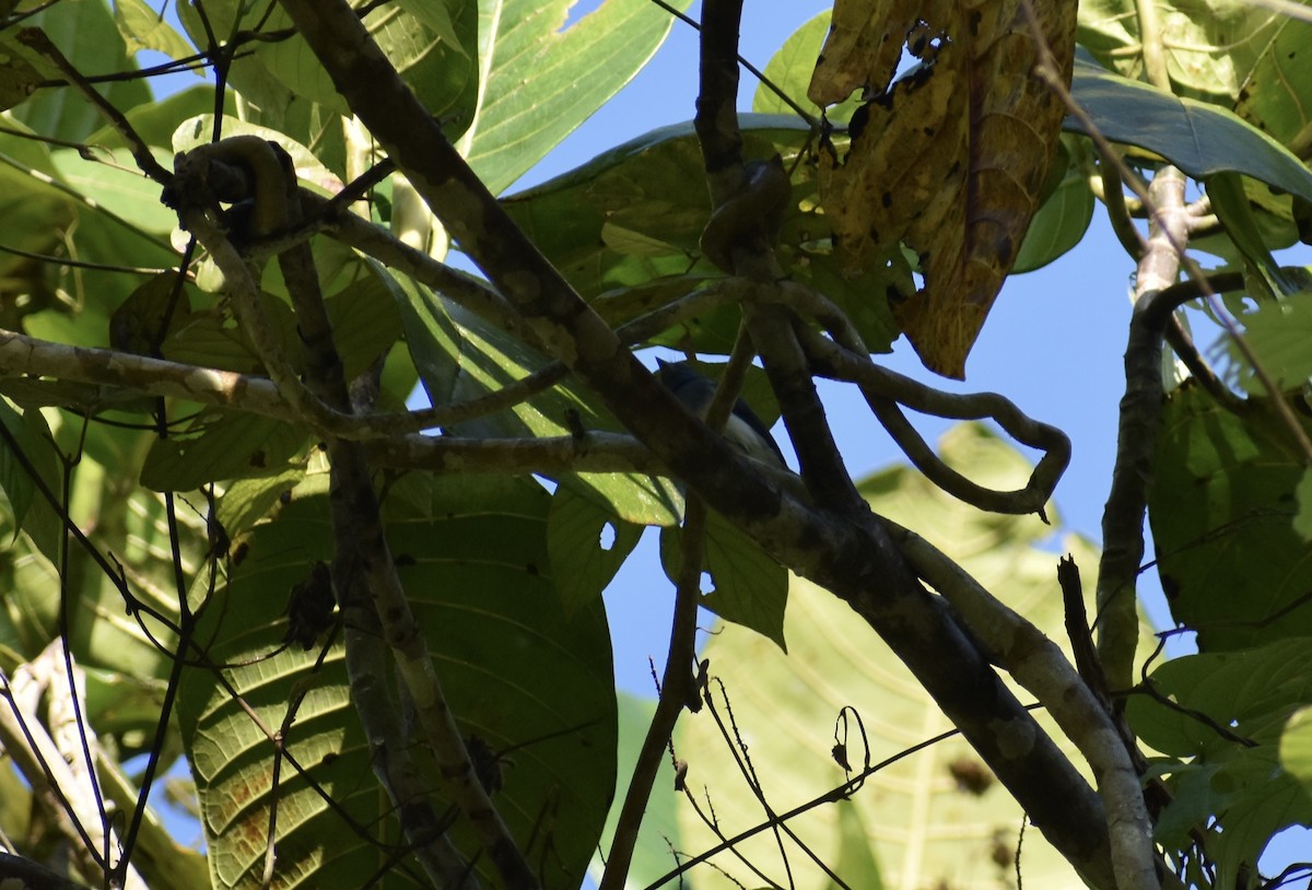 Short-crested Monarch - ML645273908