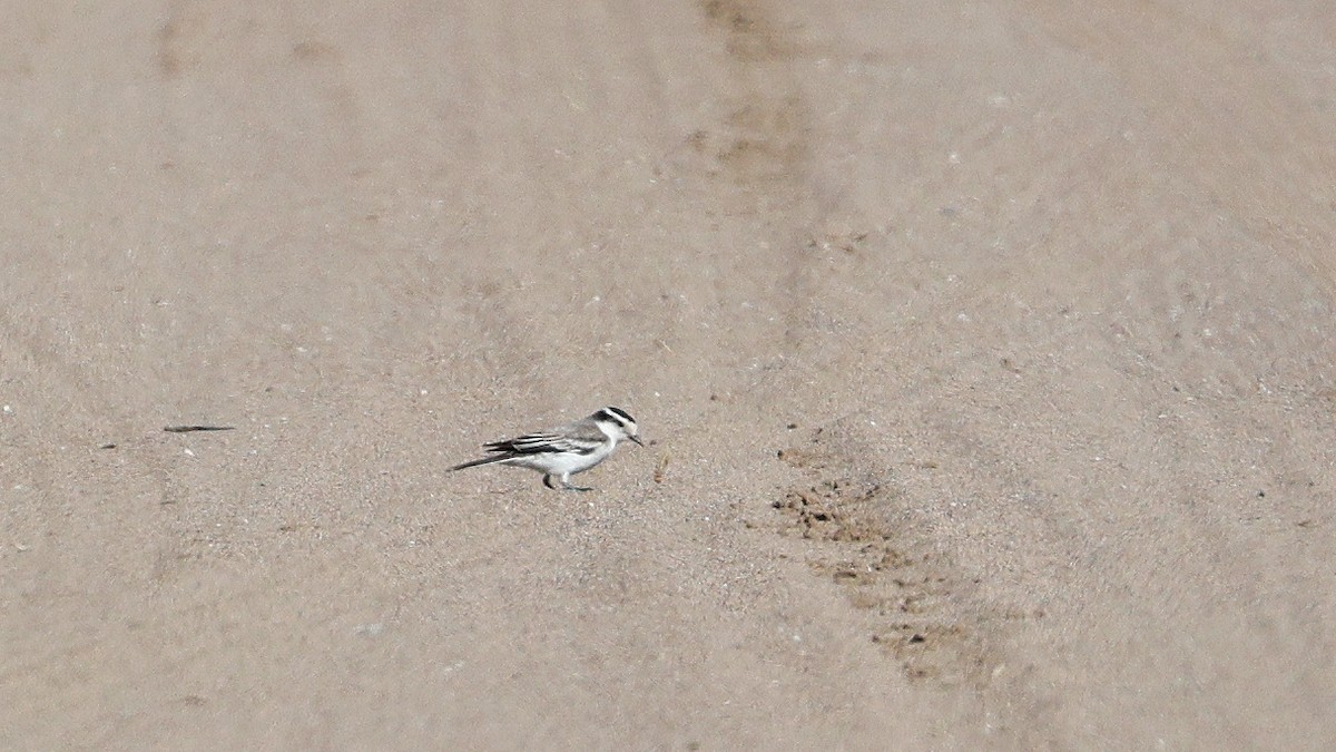 Black-crowned Monjita - ML645273911