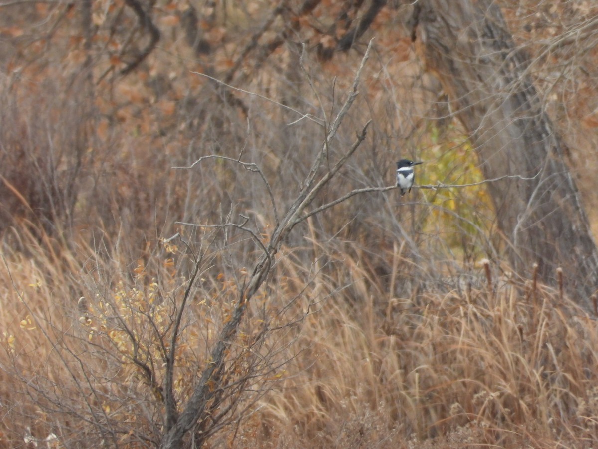 Martin handi iparramerikarra - ML645273912