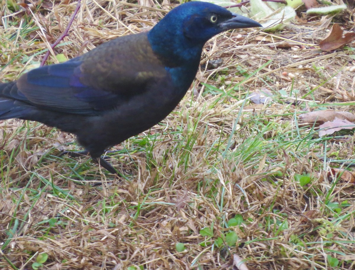 Common Grackle - ML645273913