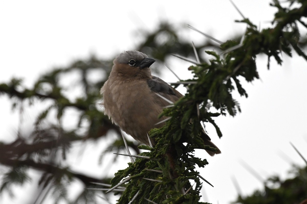 Marmorweber - ML645273928